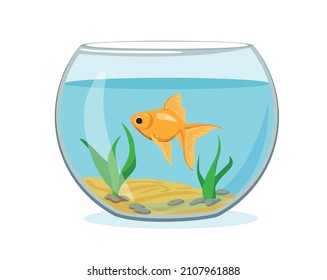 Illustration aquarium with gold fish on white background. Vector silhouette of golden fish with water, algae, sand and stones in cartoon style.