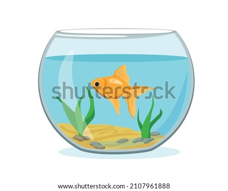 Illustration aquarium with gold fish on white background. Vector silhouette of golden fish with water, algae, sand and stones in cartoon style.
