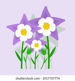 Illustration of Aquilegia flowers or called granny's bonnet with flat style