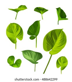 Illustration of   Araceae leaf set