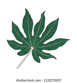 Illustration of an aralia leaf