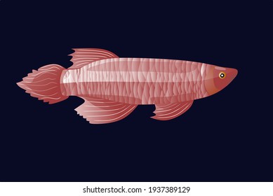 The illustration of the arowana fish zentangle with the beautiful colour in his body