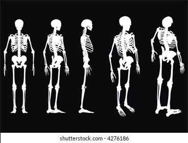 Illustration of an array of skeltons from different angles in a vector, eps, format.