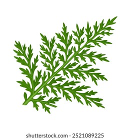 Illustration of Artemisia afra leaf, commonly known as mugwort or African wormwood, isolated on white background.