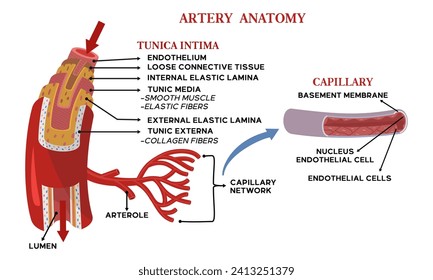 Ilustración de la anatomía arterial junto con una explicación del nombre de cada parte