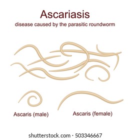 Illustration Ascaris - roundworms, parasites, male and female. Realistic images of worm on a white background.