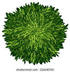 Illustration of an ashoka tree on a white background 