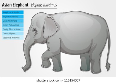 Illustration of an Asian elephant - Elephas maximus