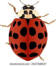 Illustration of an Asian lady beetle (Harmonia axyridis) with transparent background.