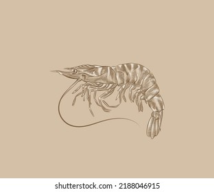 Illustration of Asian tiger shrimp with details and highlights in engraving style.