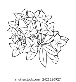 The Illustration of Asoka Flower