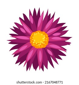 Illustration of aster flower. Beautiful decorative autumn plant.