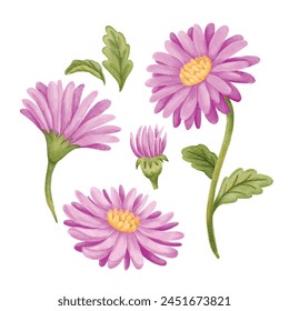 Illustration of aster flower with water color art style. Colllection of aster flower