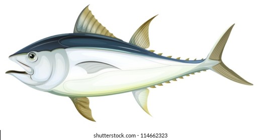 Illustration of an Atlantic bluefin tuna (Thunnus thynnus)