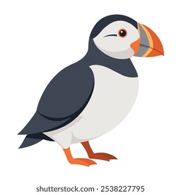 Illustration of Atlantic Puffin Isolated on white