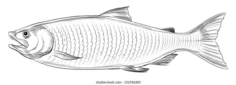 Illustration of an Atlantic Salmon (Salmo Salar)