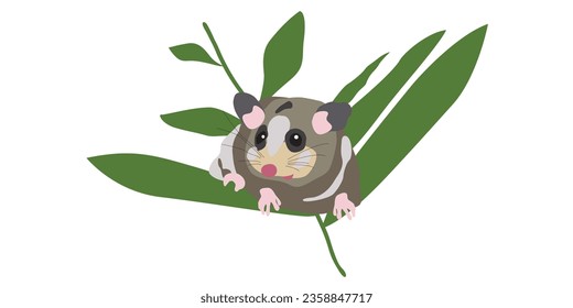 Illustration of Australian pigmy possum