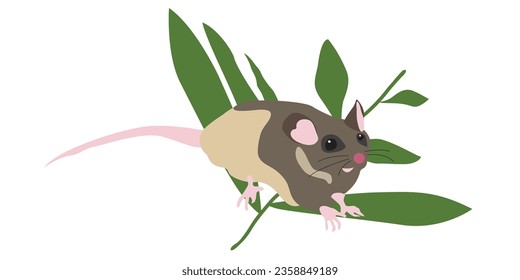 illustration of Australian pigmy possum