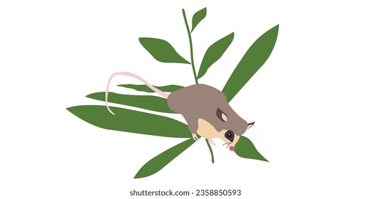 Illustration of Australian pigmy possum