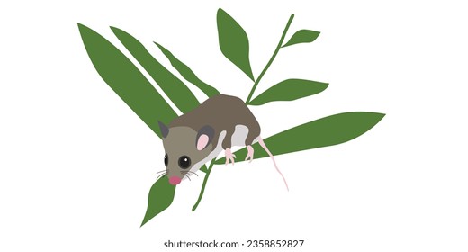 Illustration of Australian pigmy possum