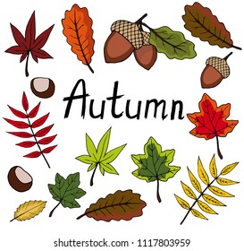 Illustration of autumn elements like a red, orange, yellow and green leaves, nuts, acorn and chestnut with 'Autumn' word.