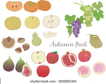 Illustration of autumn fruits without lines