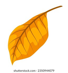 Illustration of autumn leaf. Decorative beautiful falling foliage.