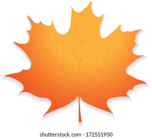 Ilustración hoja de arce otoñal aislada en fondo blanco. Vector.