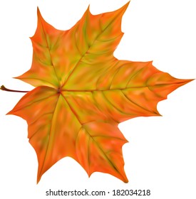 illustration with autumn maple leaf isolated on white background