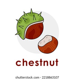 Illustration of autumn nuts and text Chestnut. Closed and open chestnut. Vector illustration