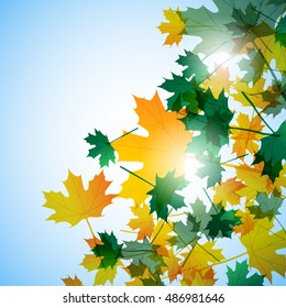 Illustration autumn still life. Maple leaves. Vector background