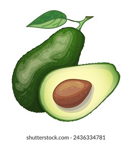 Illustration of avocado, half cut and whole fruit, vector illustration isolated on white background, eps10