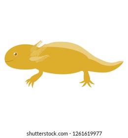 Illustration of the axolotl