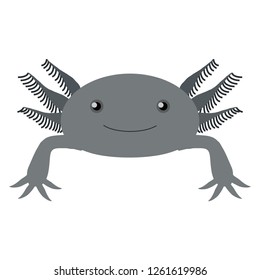 Illustration of the axolotl