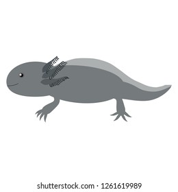Illustration of the axolotl