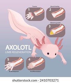 illustration of axolotl limb regeneration infographic