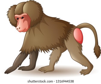 Illustration of baboon isolated on white background