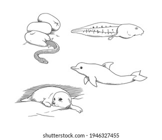 Illustration of Baby, snake, frog tadpole, dolphin, seal