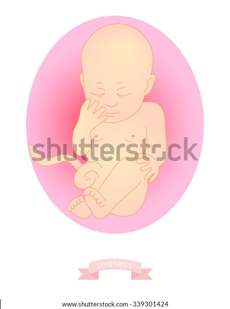 Illustration Baby Womb Stock Vector (Royalty Free) 339301424