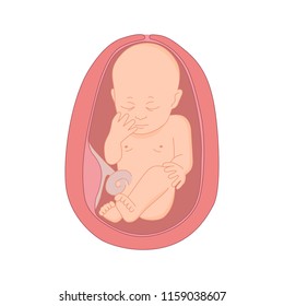 illustration of a baby in the womb. Pregnant with fetus