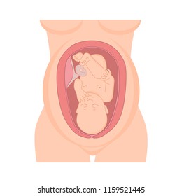 illustration of a baby in the womb. Pregnant with fetus. silhouette of pregnant woman isolated on white background