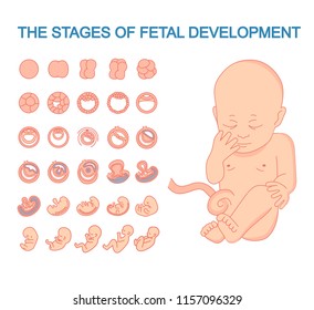 illustration of a baby in the womb. vector illustration stages of fetal development. isolated on white background. Pregnancy. Fetal growth from fertilization to birth, fetus development. 