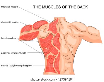 illustration of back muscles bodybuilder. spine. sport.