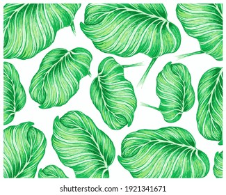 Illustration Background of Beautiful Calathea Orbifolia, Cathedral Windows or Peacock Plant for Garden Decoration.
