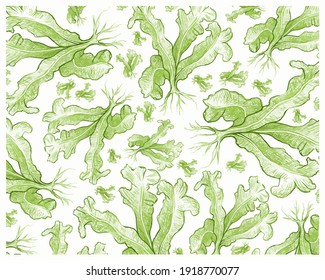 Illustration Background of Green Bird's Nest Fern or Asplenium Nidus Plants for Garden Decoration.

