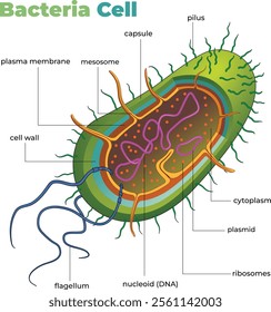 illustration of bacteria cell diagram - vector