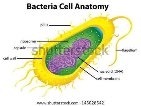 diagrams of bacteria shapes rod shaped