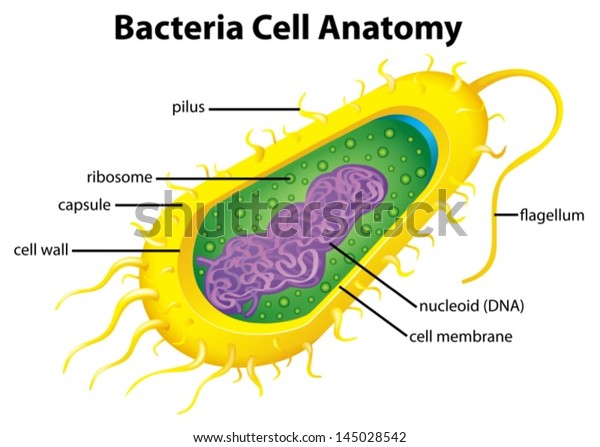 Illustration of the\
bacteria cell\
structure