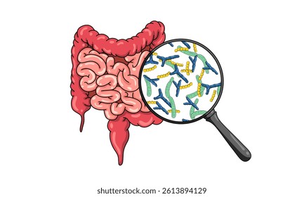 illustration of bacteria in human body. Probiotics good bacteria in human intestine. Good bacteria. Lactobacillus, bifidobacteria, streptococcus, vector design. for medical poster or biology study