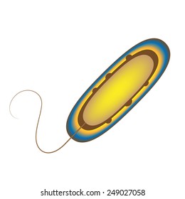 Illustration of the bacteria structure. Vector illustration